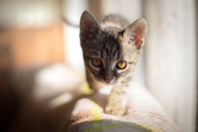 九游官网入口地址-女子200蝶划频—配速协同变化趋势对比，女子两百米蝶泳决赛时间