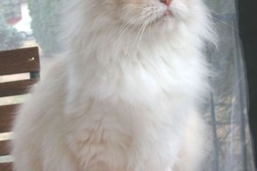 九游娱乐app下载-球队进攻体系中最重要的五个角色，进攻队员有球时有三种攻击行动