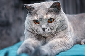 九游娱乐下载-CBA全明星周末落幕 球员展现多样才华，cba全明星周末视频