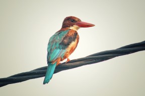 九游体育官网-中国男篮强化攻防两端训练，中国男篮面临一个可怕的对手