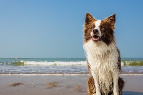 九游娱乐网站-瑞典乒乓队未来发展：如何保持顶尖竞技状态，瑞典乒乓球队员名单