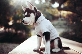 九游娱乐官方平台-足球裁判数据化评估机制尚未成型，足球裁判分析