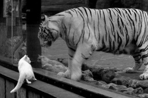 九游娱乐官方平台-国家队缺乏技战术创新，国家队存在