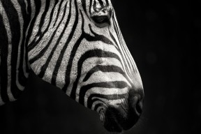 九游娱乐平台-切尔西边锋突破助力打开局势，切尔西阵型经典