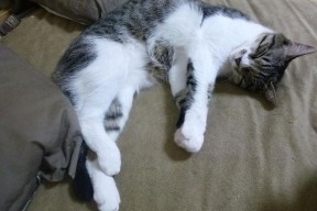 九游官网入口活动-快节奏体系中替补球员是否拥有更多表现机会