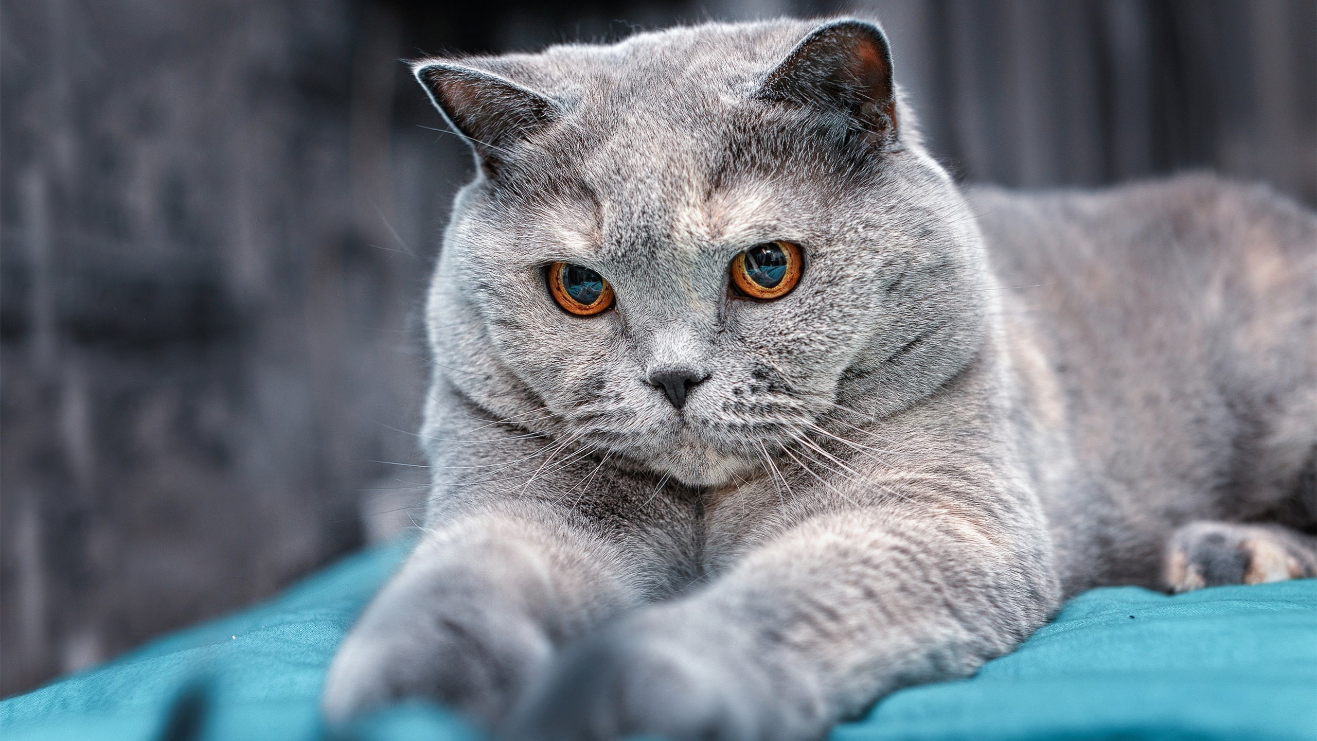 CBA全明星周末落幕 球员展现多样才华，cba全明星周末视频