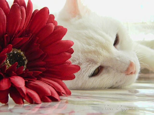 博卡中场横传过多，缺少直塞威胁，博卡vs