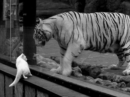 国家队缺乏技战术创新，国家队存在