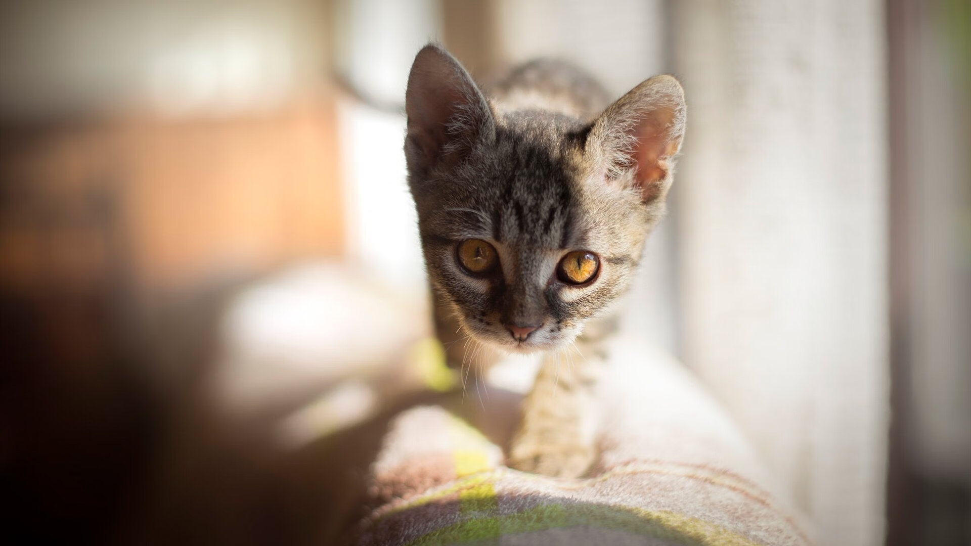 女子200蝶划频—配速协同变化趋势对比，女子两百米蝶泳决赛时间