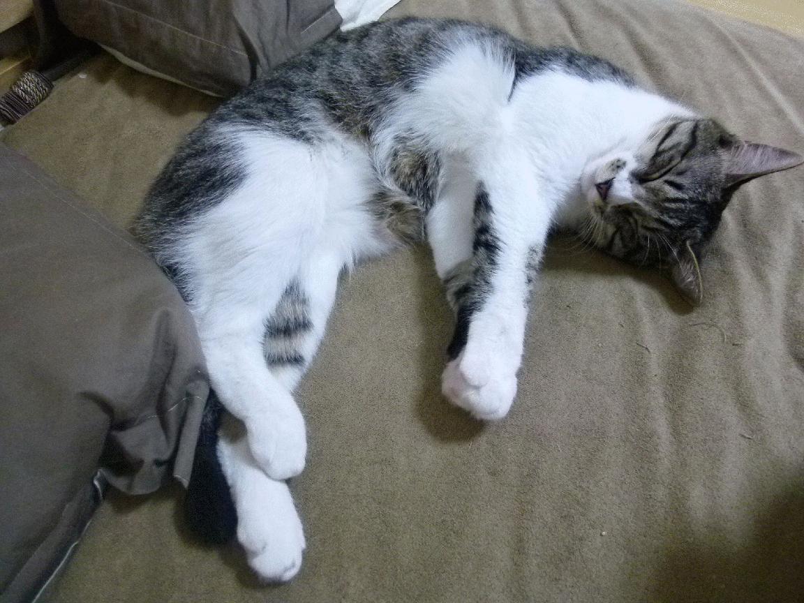 快节奏体系中替补球员是否拥有更多表现机会