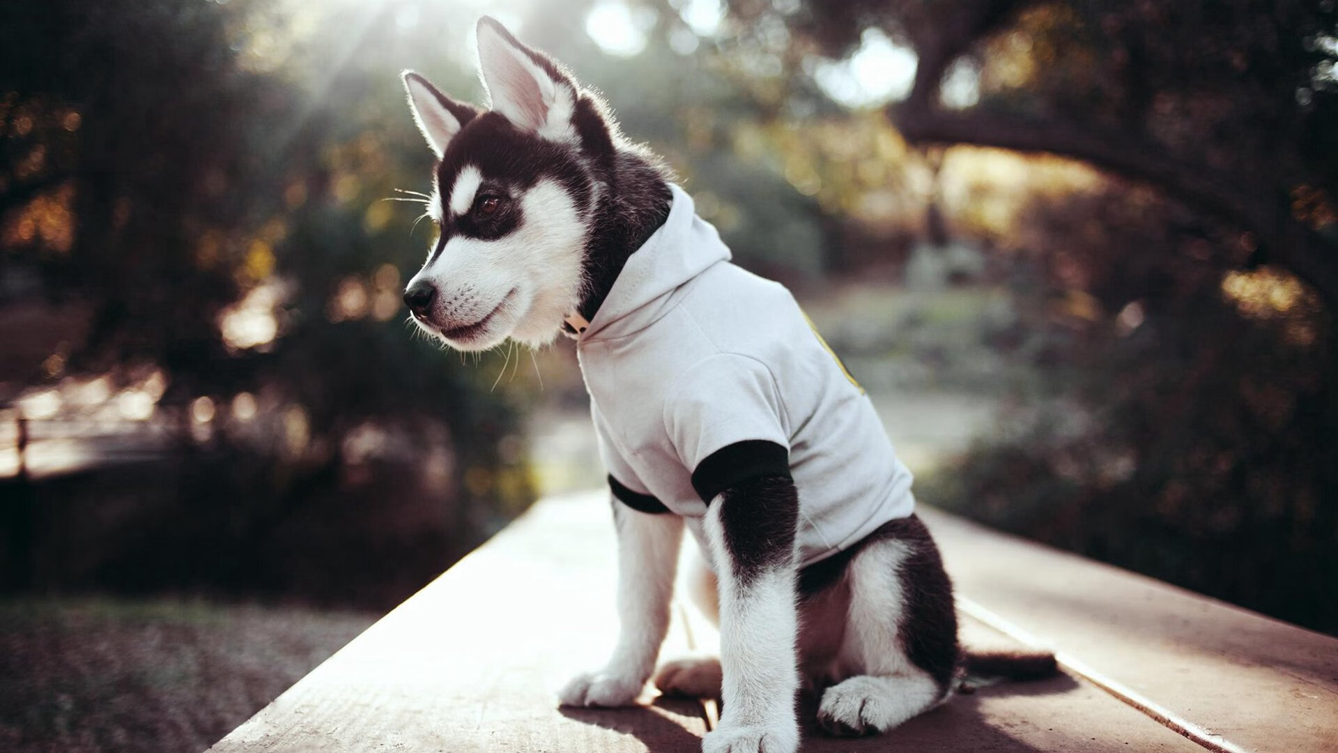 足球裁判数据化评估机制尚未成型，足球裁判分析