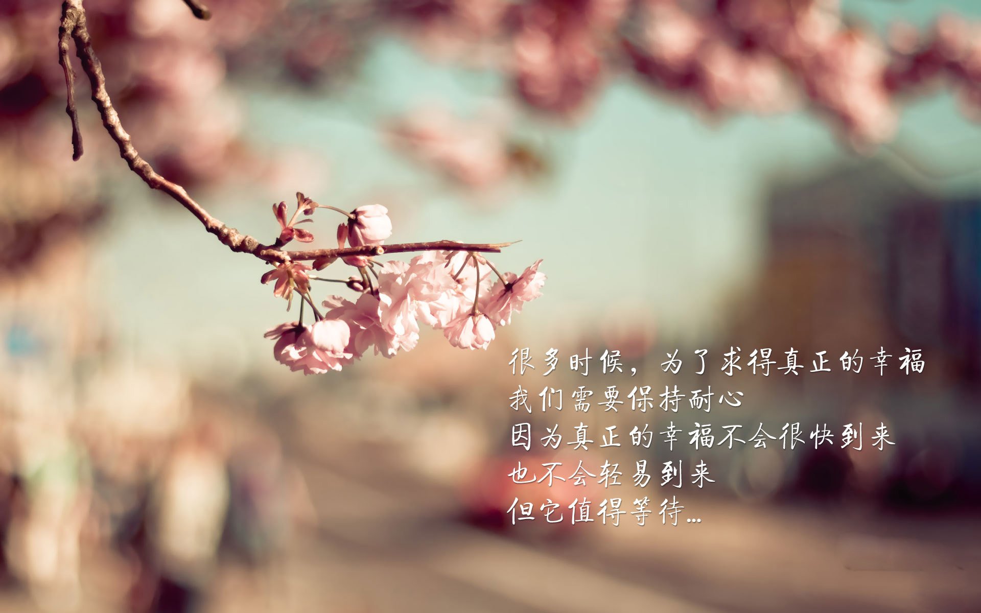 “美洲狮队打破纪录，力争橄榄球锦标赛冠军”