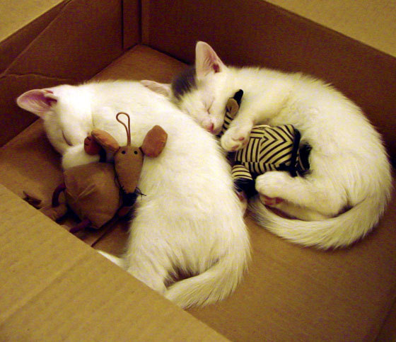 伊利亚·哈伦男子100米蝶泳表现亮眼，男子100米蝶泳纪录