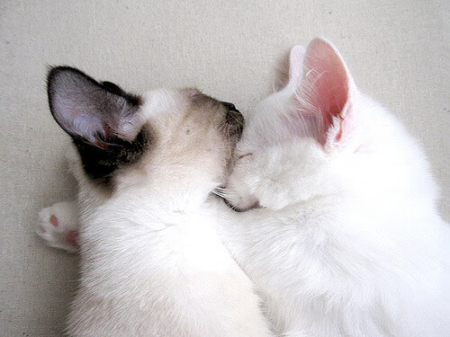 城市级青少年篮球联赛积分排名机制正式实行,青少年篮球梯队